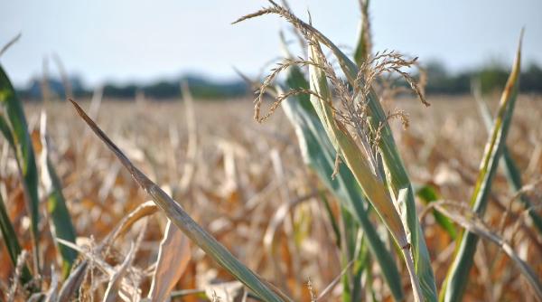 adrian oros anunta ca de vineri 18 septembrie incepe plata schemei de ajutor de stat acordat producatorilor agricoli afectati de seceta