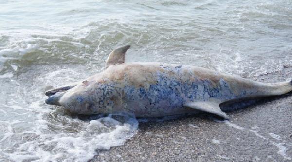 peste 90 de specii de balene si delfini pe cale de disparitie