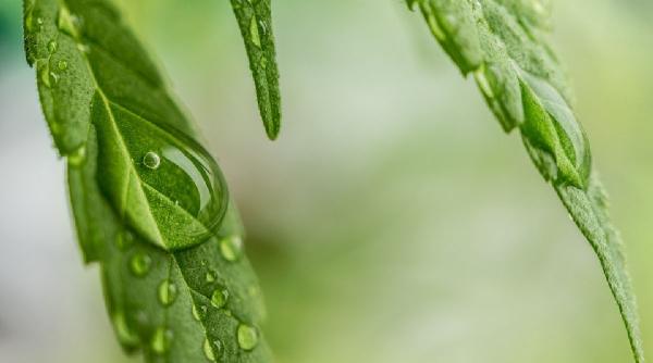 cum sa alegi un ulei cbd de cea mai buna calitate