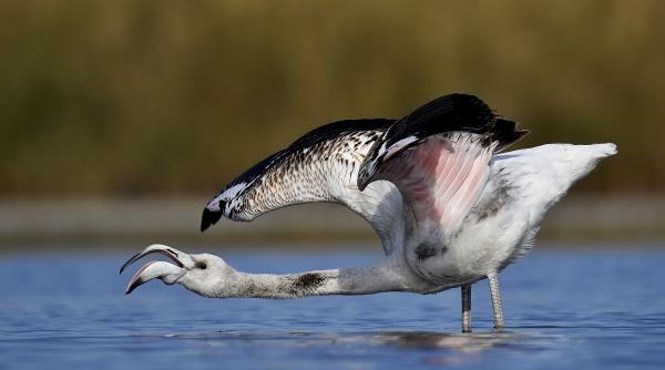 studentii fotografi urca pe podium