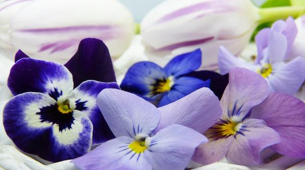 terapia florala un ajutor i n perioadele de stres