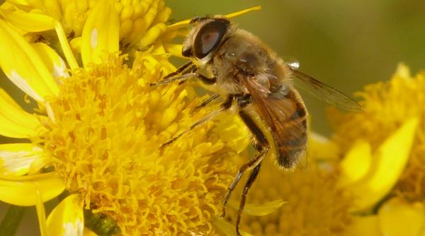 arnica floare mica mare utilitate