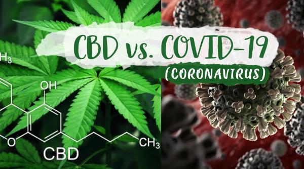 ar putea formula de terpene de canabis sa trateze covid 19