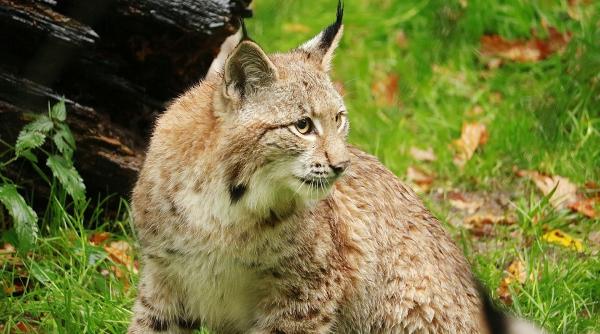 rasii monitorizati cu metode moderne