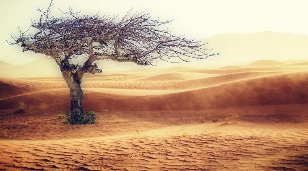 fara copaci granarul romaniei se usuca