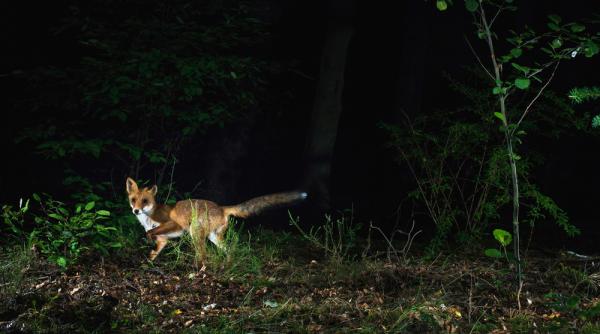 camere de vanatoare si instrumente de monitorizare night vision echipamente profesionale pentru cei ce iubesc natura