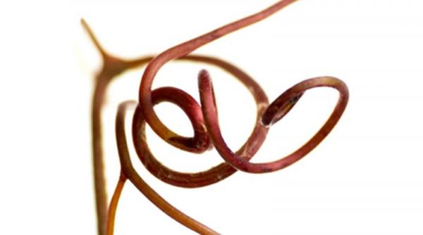 cazzavillan 21 debutul literar al producatoarei de film si televiziune cristina hoffman miroase a parfum a cafea a levantica si a frumos