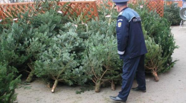 igpr peste 2 200 de pomi de craciun au fost confiscati