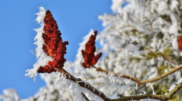 metode de protectie pentru plante iarna