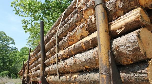 politia romana 184 de dosare penale pentru infractiuni la regimul silvic in doar sapte zile