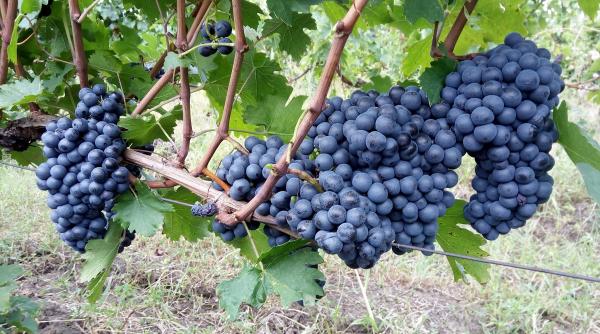 detectiv in vie se cauta soiuri romanesti