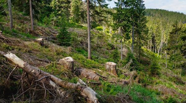 ministerul mediului arunca in lupta cu mafia padurilor softurile sts