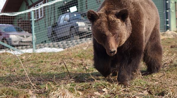 un urs a produs panica in predeal turistii au sunat la 112