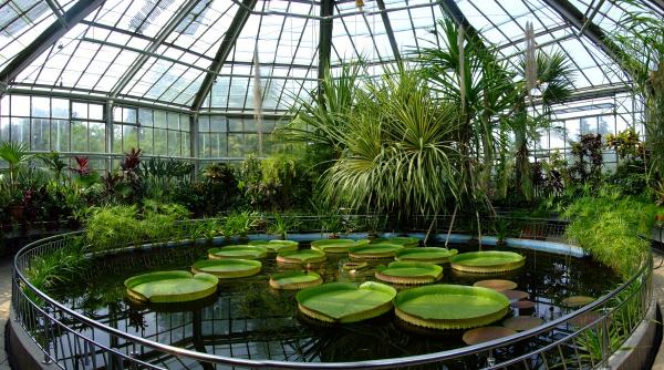 ce plante de interior se potrivesc fiecarei zodii