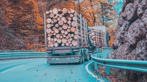 padure cu sumal cand la bal cand la spital