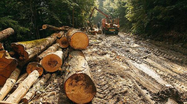 inspectorul padurii ajuta hotii de lemne