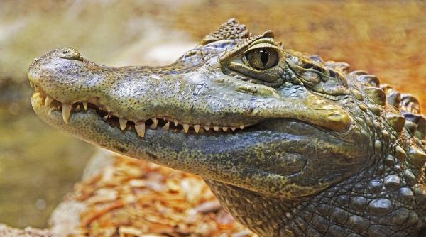 muscatura de crocodil si de sarpe tigru tazmanian pe lista bolilor decontate in romania