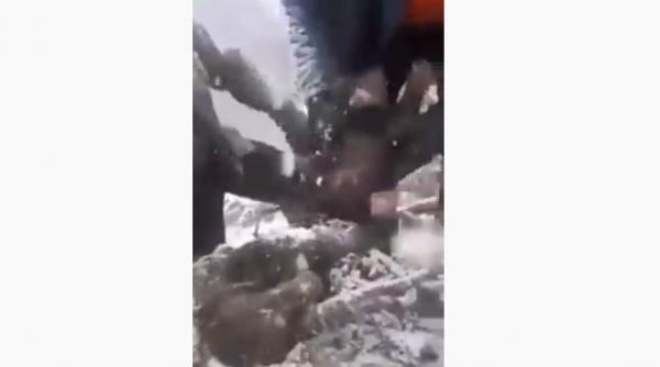 video pui de urs scosi din barlog si aruncati in zapada