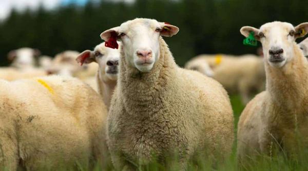 ce reguli trebuie respectate atunci cand transporti animale vii