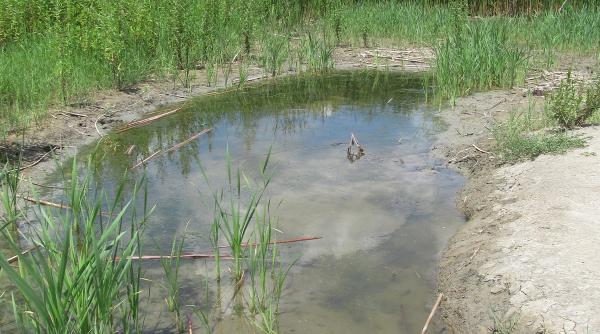 parcul national vacaresti ar putea fi administrat de primaria capitalei