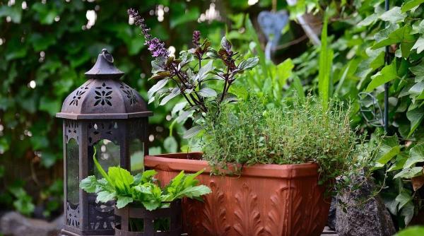 tips tricks plasarea si ingrijirea terariilor cu plante pe balcon