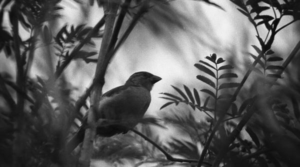 studiu pasarile isi pierd talentul de a canta si uita melodiile pe care le canta de generatii