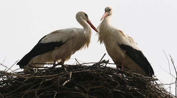 barza olteanca mutata din cuib cu ordin de ministru de la bucuresti