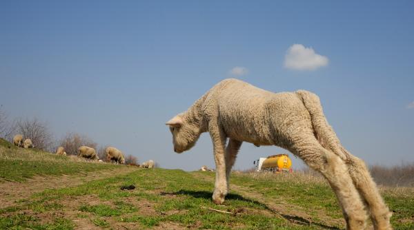 pretul carnii de miel mai mare cu 20 de paste ciobanii spun ca nu isi pot vinde marfa in romania