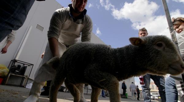 ansvsa navele cu animale blocate in zona canalului suez au ajuns la destinatie mortalitate 0 22