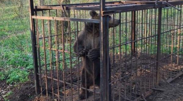 tg mures ursul care obisnuia sa vina in oras a fost capturat acesta urmeaza sa fie eliberat in padure