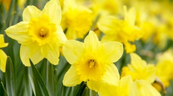 prognoza meteo dupa paste cum va fi vremea in urmatoarele 4 saptamani