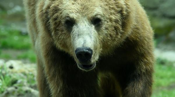 scandal alaturi de un urs in cursa pentru postul de guvernator al californiei