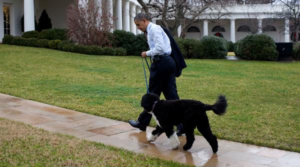 a murit bo cainele familiei obama