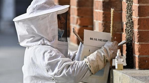 apia primeste cereri de intentie pentru accesarea programul national apicol