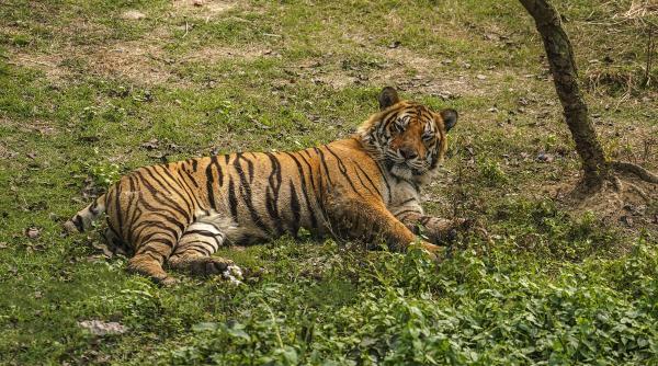 cum a reusit politia din houston sa prinda un tigru scapat pe strazi