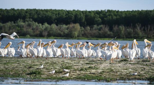 excursie de o zi in delta scurt si la obiect