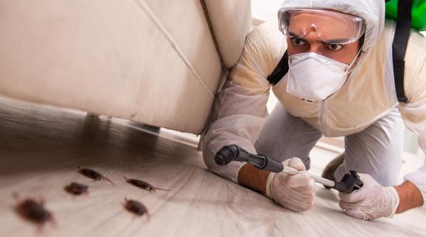 motive pentru care este indicat sa apelezi la servicii de dezinsectie