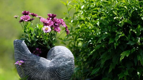 patru trucuri pentru plante mai sanatoase