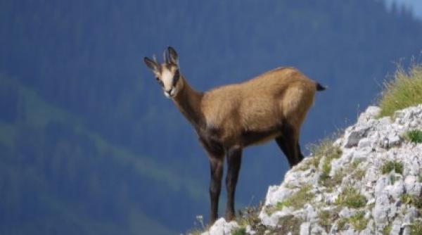 video o noua generatie de capre negre a aparut in retezat