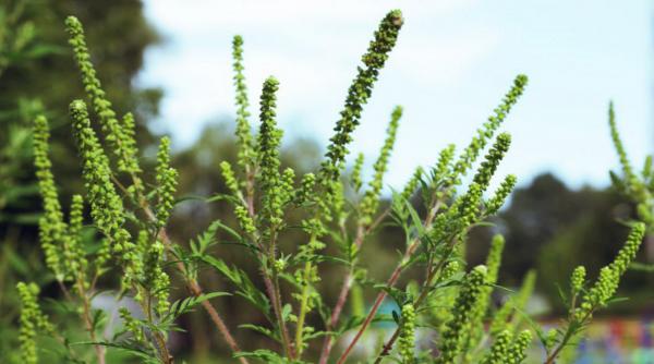 incepe distrugerea ambroziei in orasul pantelimon