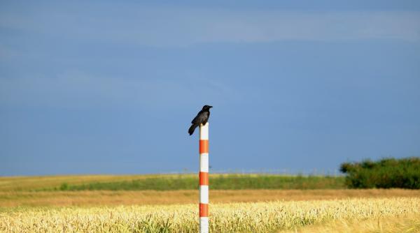 cioara de semanatura nu se lasa audiata de parlamentari