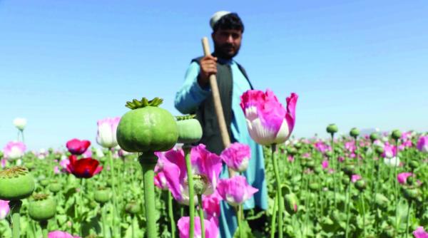 cum a transformat cia afganistanul intr un narco stat