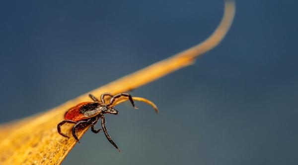 cum poate fi prevenita boala lyme declansata de intepatura de capusa