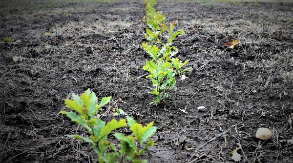 romsilva a plantat aproape 22 milioane puieti forestieri in fondul forestier de stat in campania de impaduriri de primavara