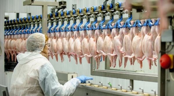 echipamentele hi tech au preluat controlul in fermele de pui