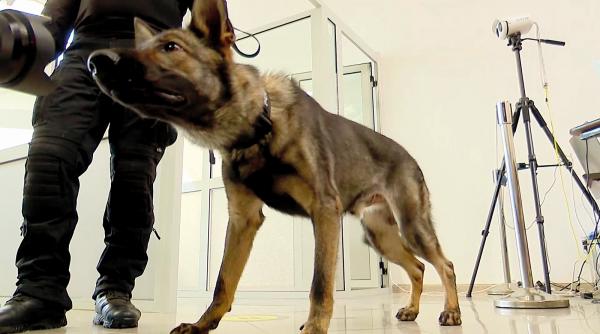 ce spun medicii despre depistarea celor infectati cu ajutorul cainilor