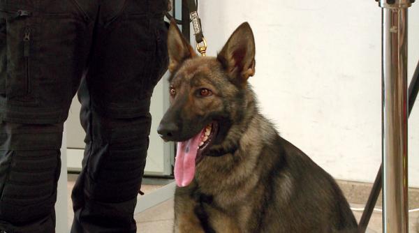 cum detecteaza cainii mirosul de covid 19