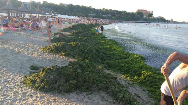 plajele din sudul litoralului romanesc pline de alge