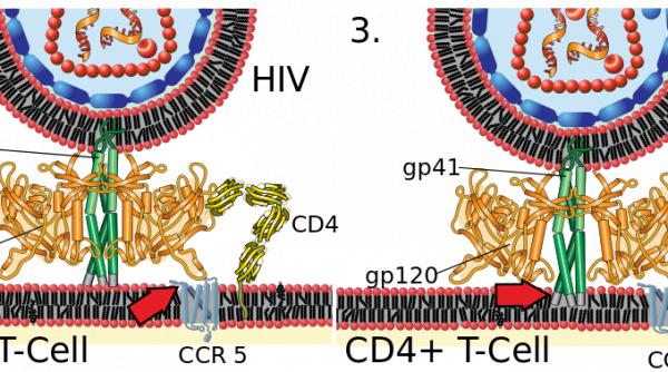 cum au devenit bolile grave mine de aur pentru escrocii de top
