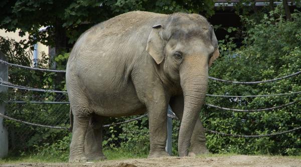 masuri dure pentru protectia elefantilor in sri lanka